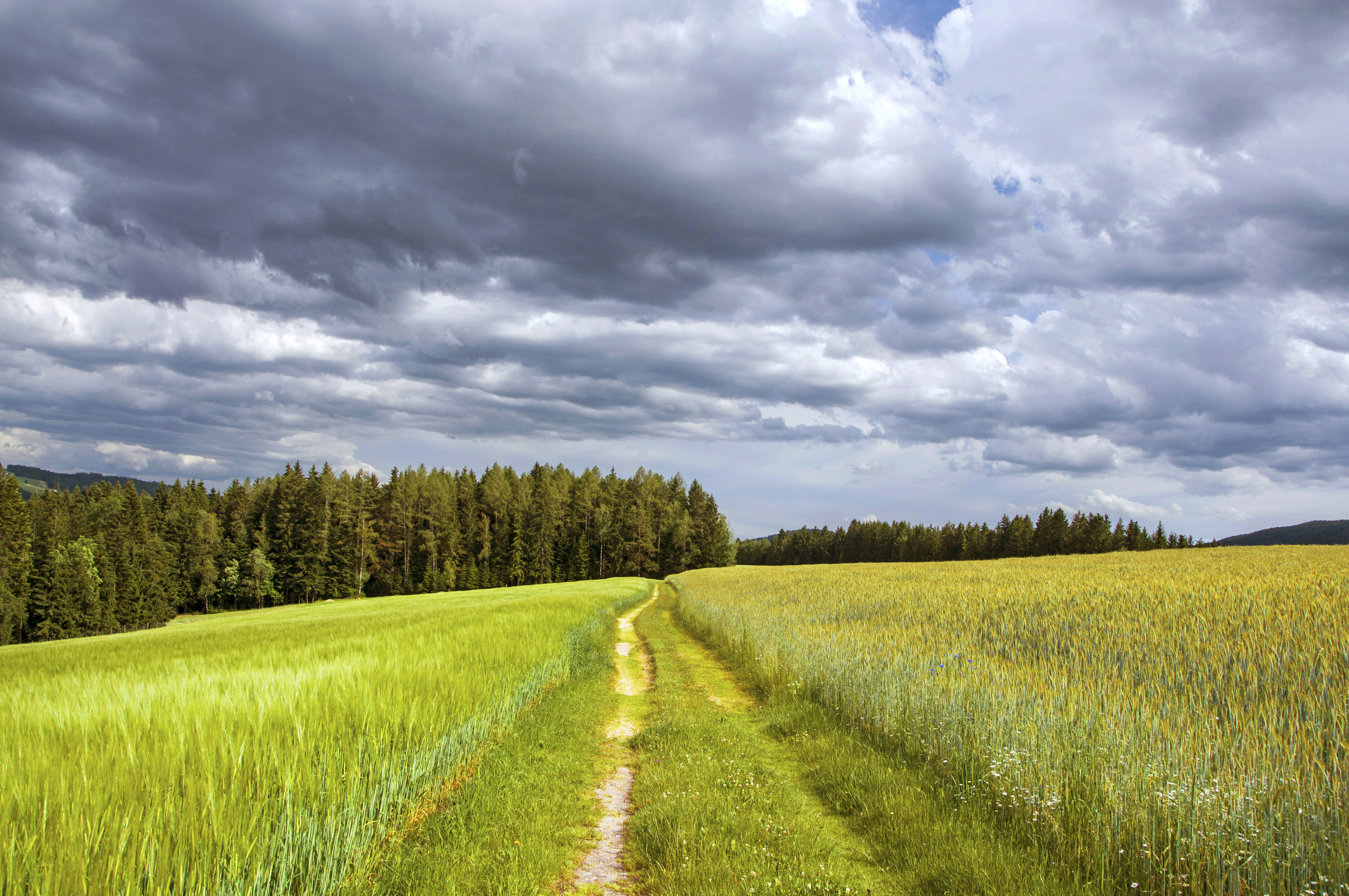 Фото бесплатно поле, дорога, зеленая трава