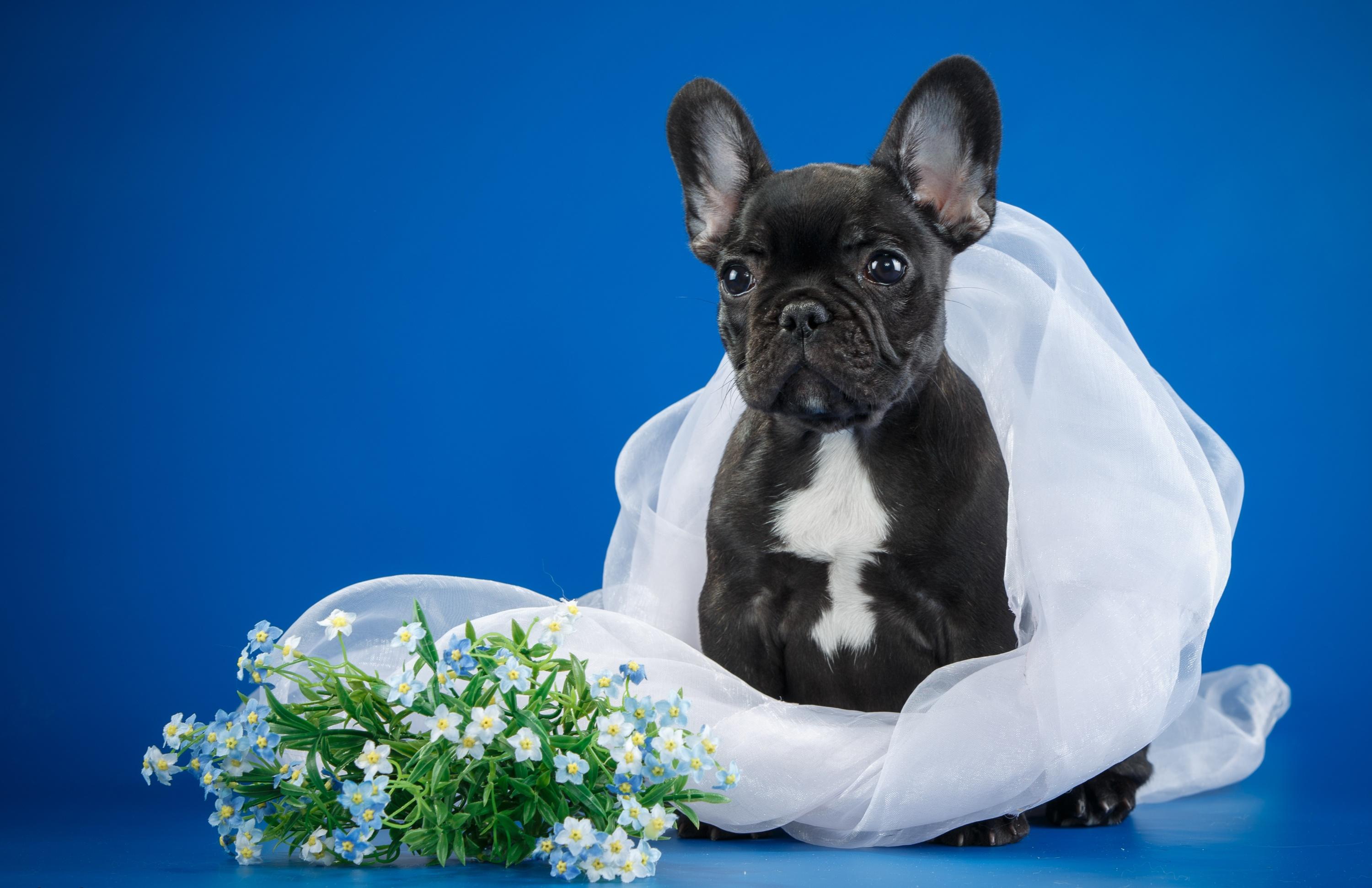 Wallpapers puppy veil french bulldog on the desktop