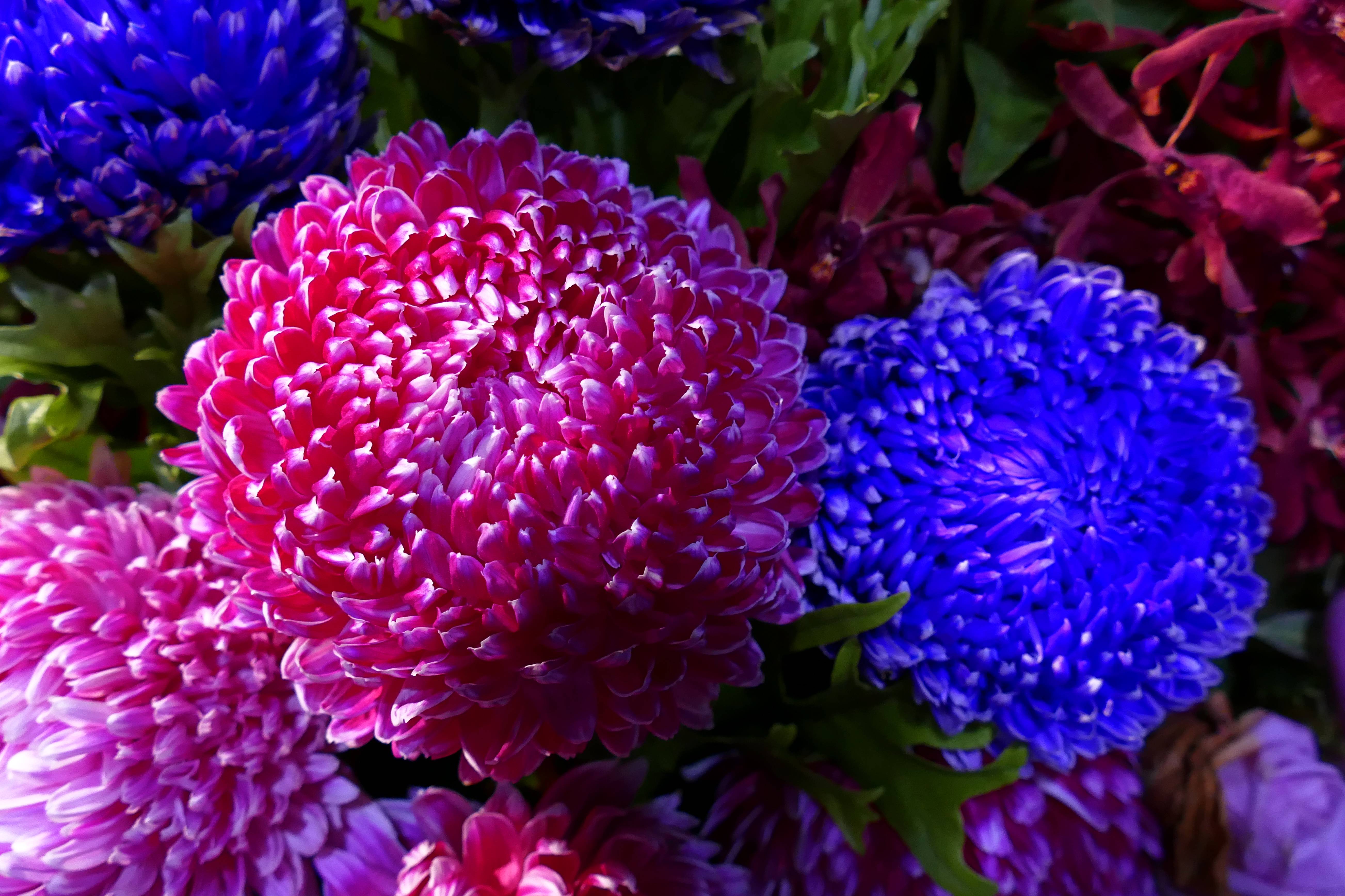 Wallpapers astra asters flowers on the desktop