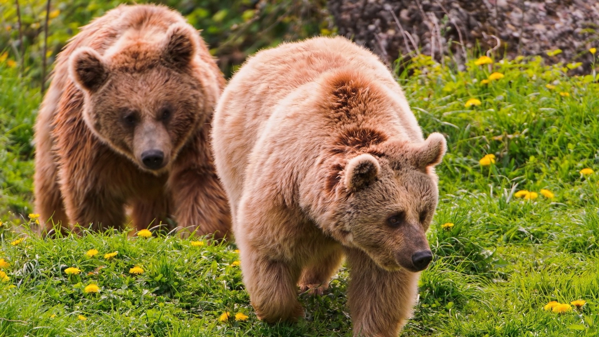 Фото бесплатно бурый медведь, косолапый, лес