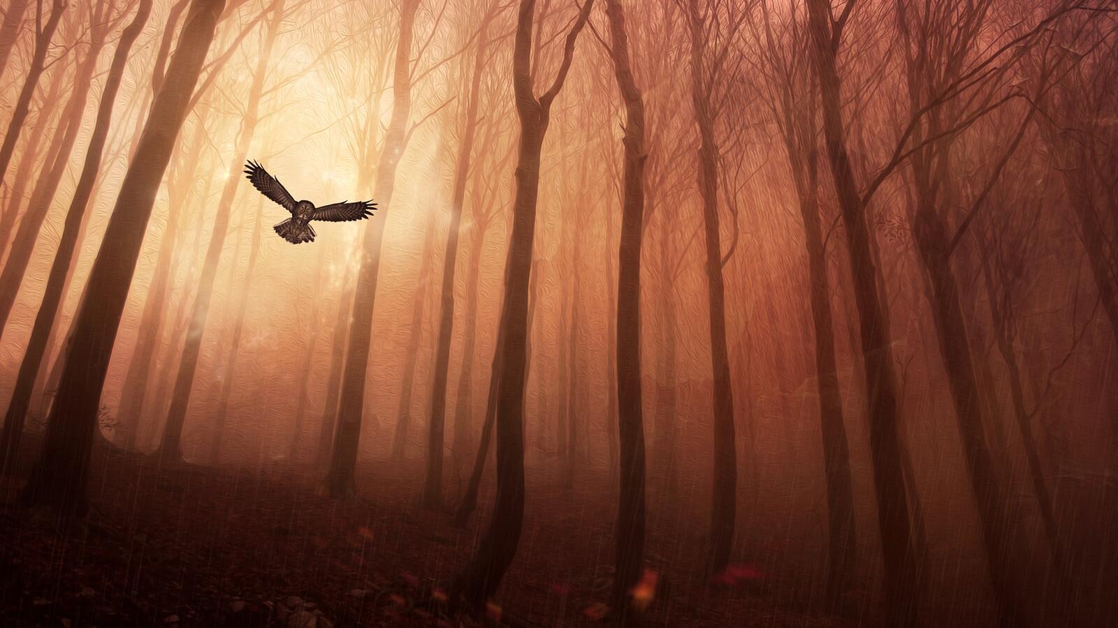 Wallpapers flight owl fog on the desktop