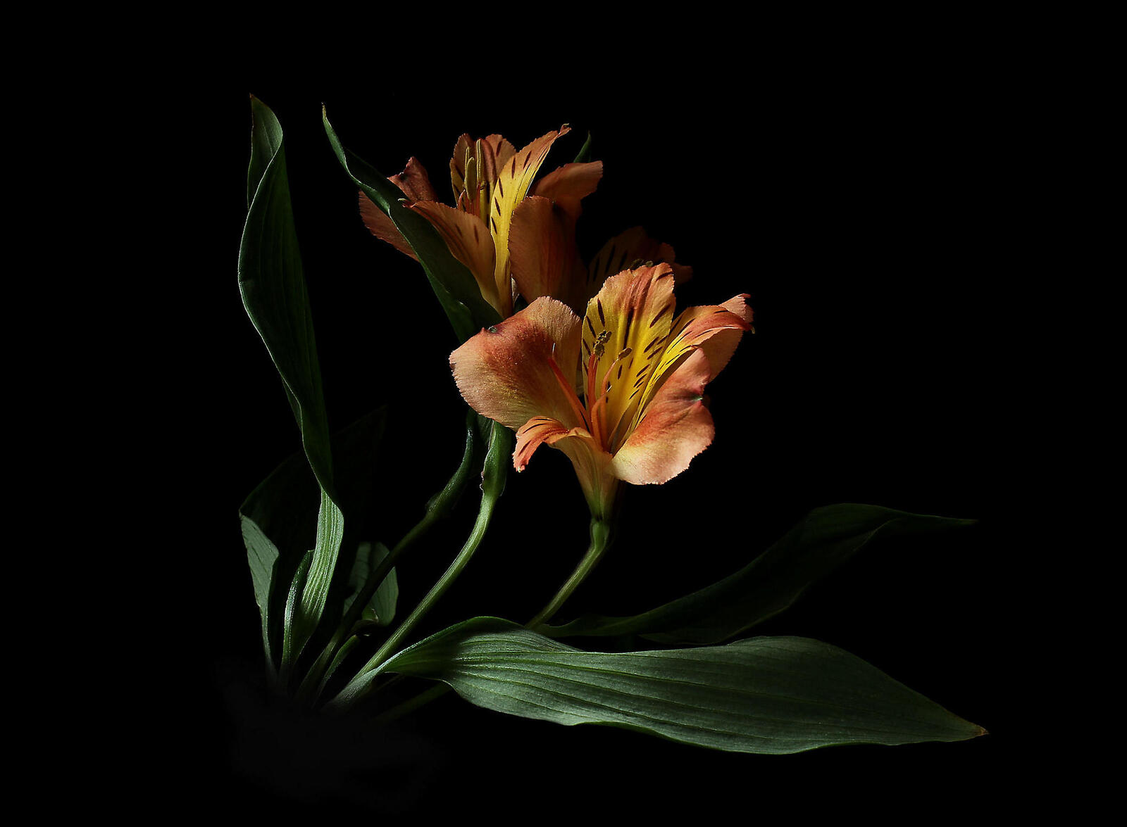 Обои Альстромерия цветок флора на рабочий стол