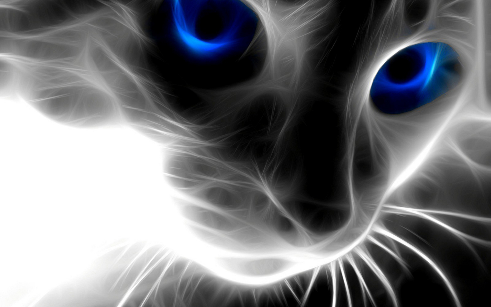 Wallpapers graphics cat face on the desktop