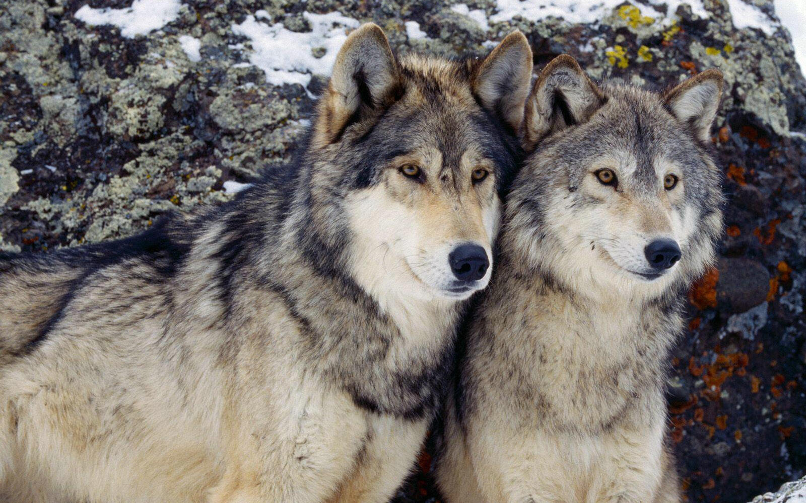Wallpapers wolves gray pair on the desktop