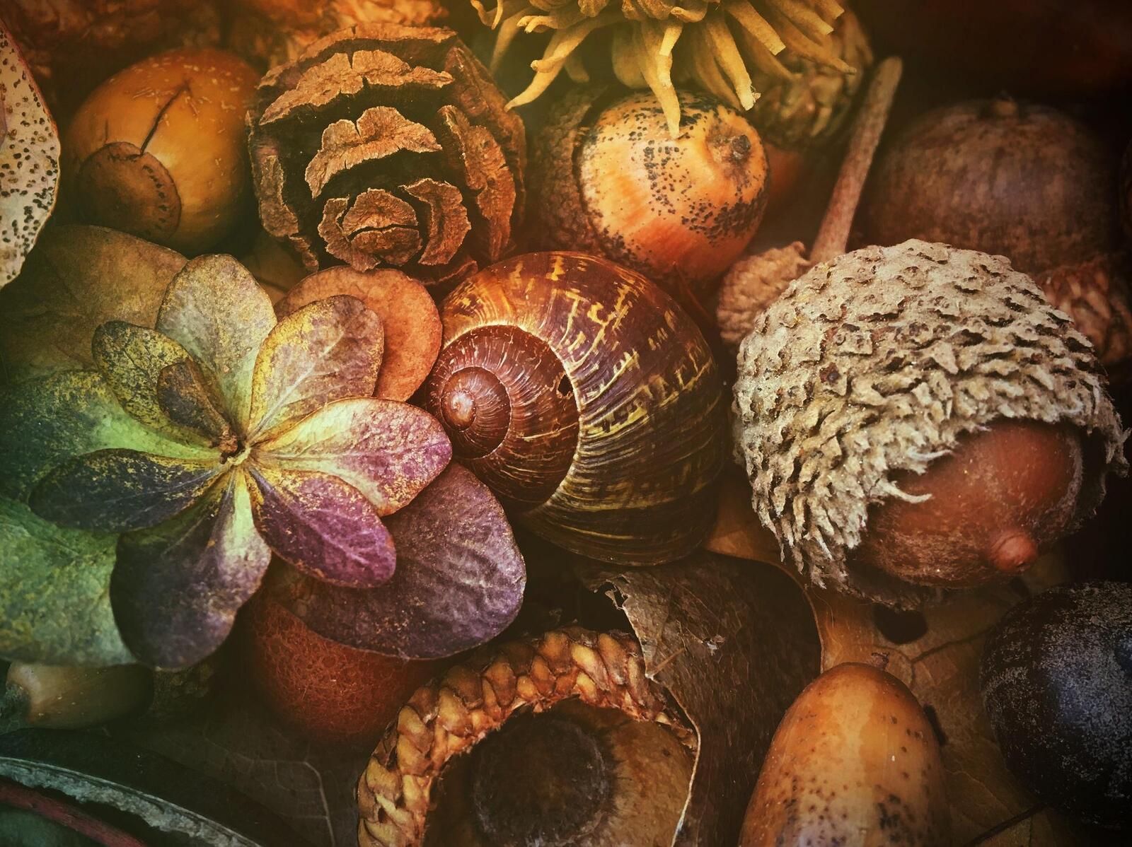 Wallpapers Composition acorns shell on the desktop