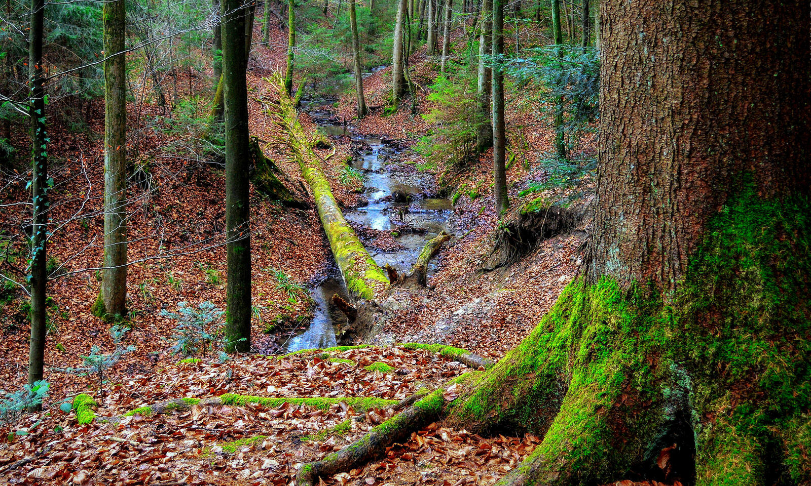 Бесплатное фото Красивые картинки лес, речка