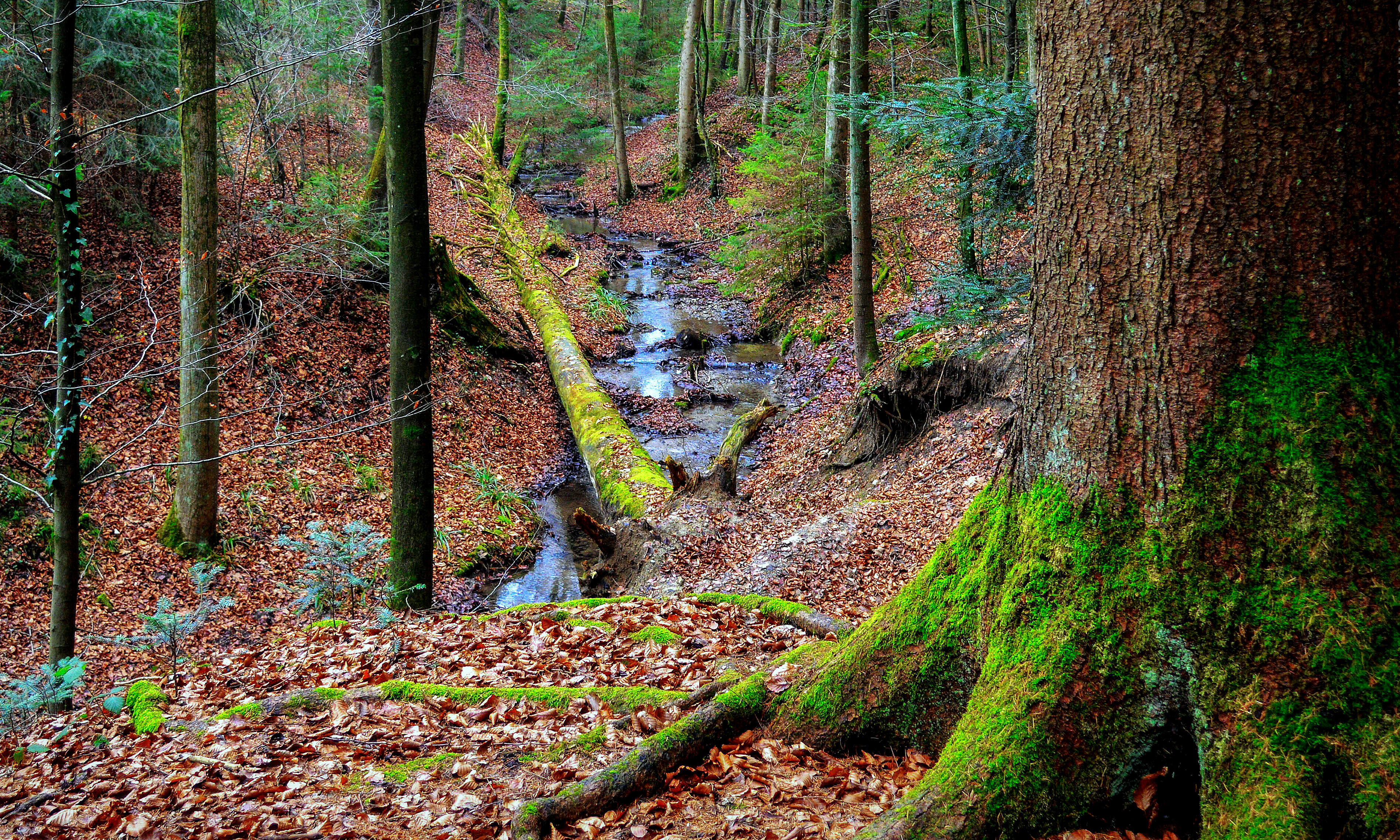 免费照片美丽的森林和河流图片