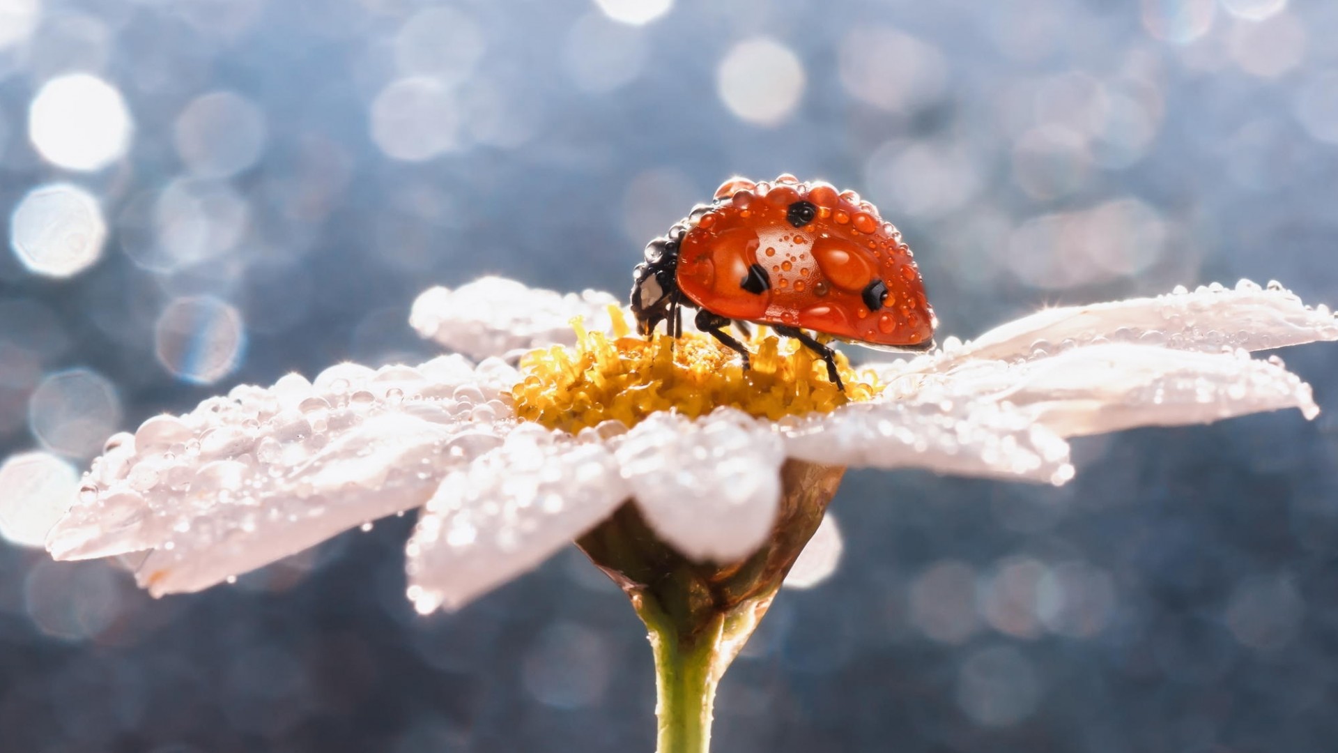 Wallpapers ladybird drops flower on the desktop