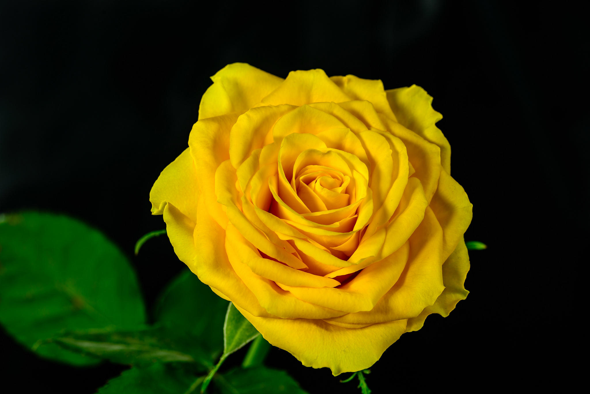 桌面上的壁纸黄玫瑰 花 玫瑰