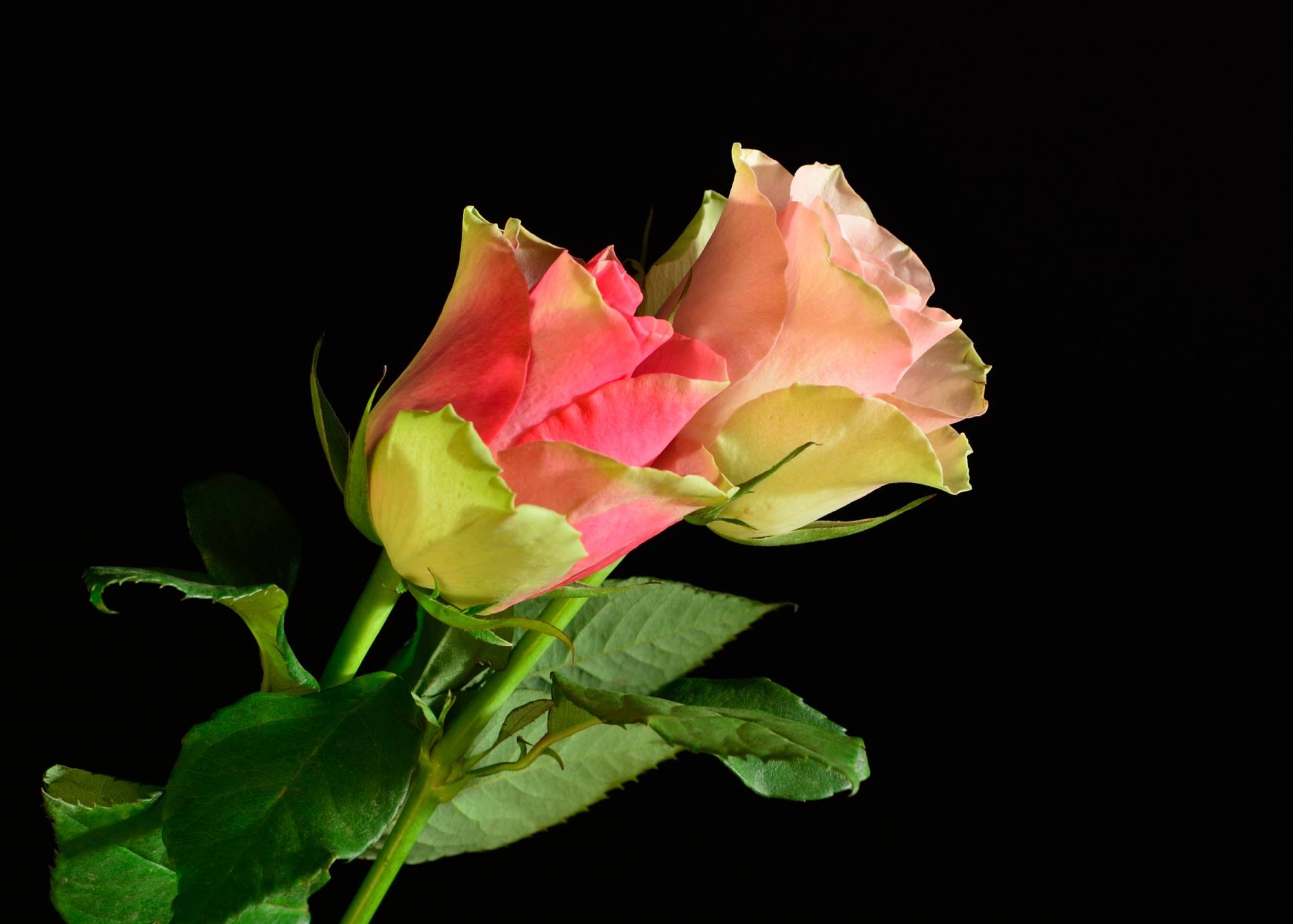 Wallpapers flower flowers two roses on the desktop
