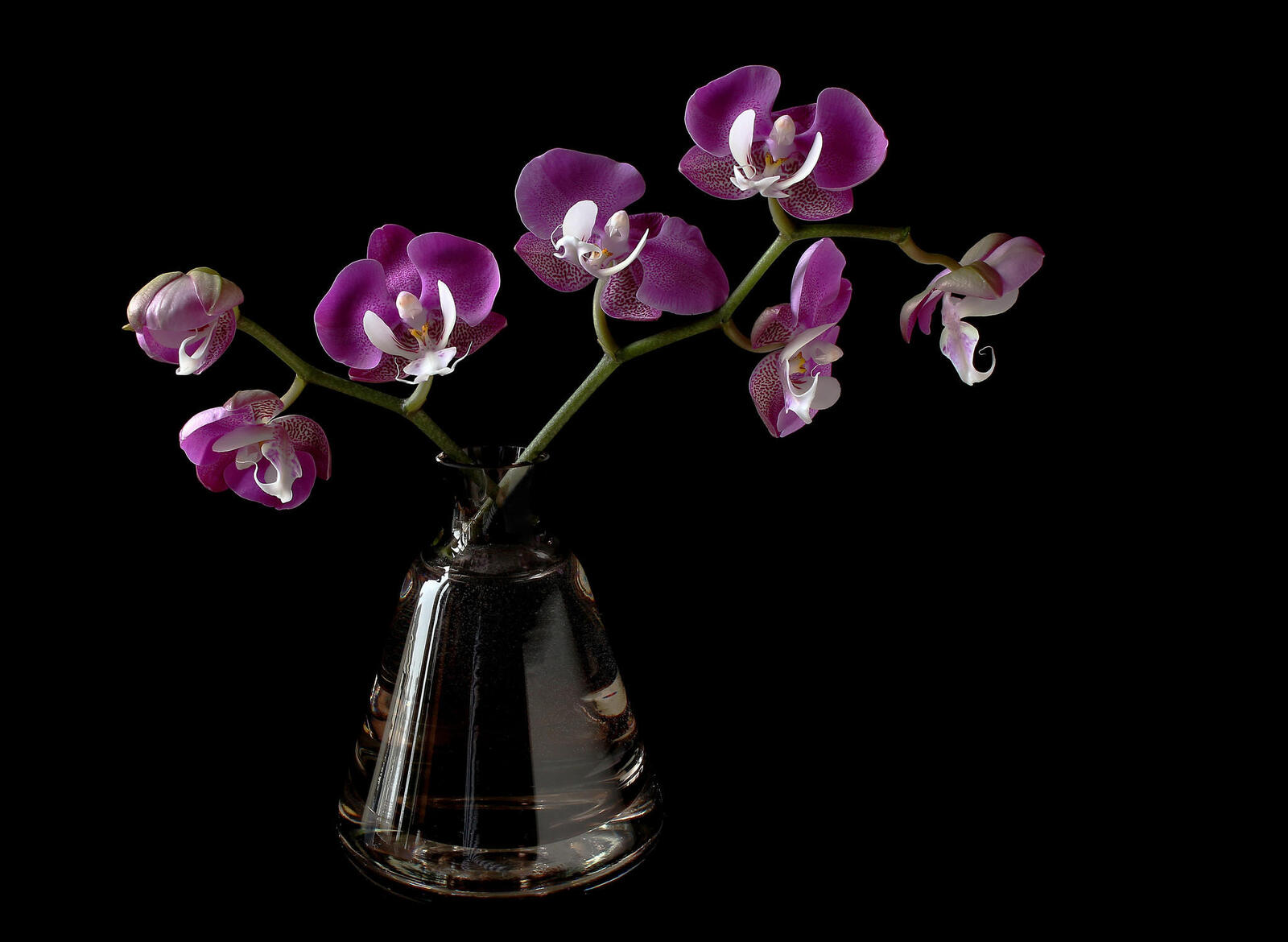 Wallpapers Orchid vase flower on the desktop