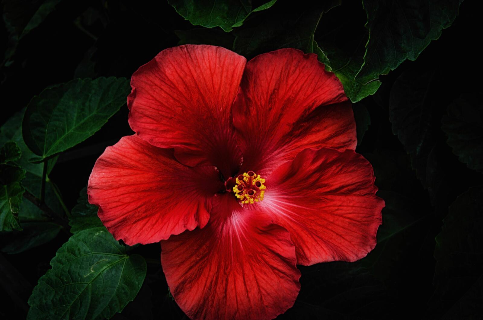 Wallpapers hibiscus red flower flowers on the desktop