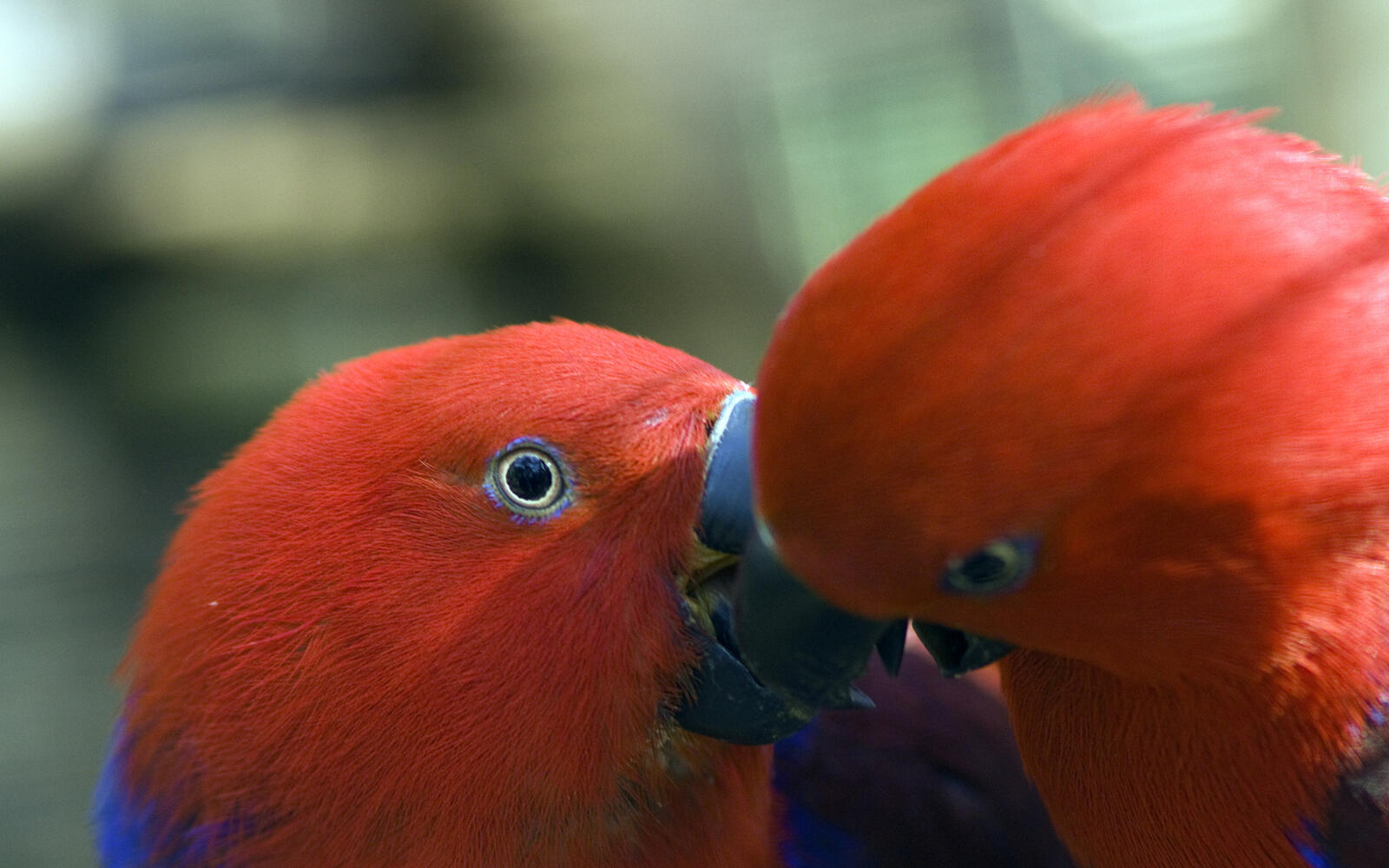 Wallpapers birds parrots beaks on the desktop