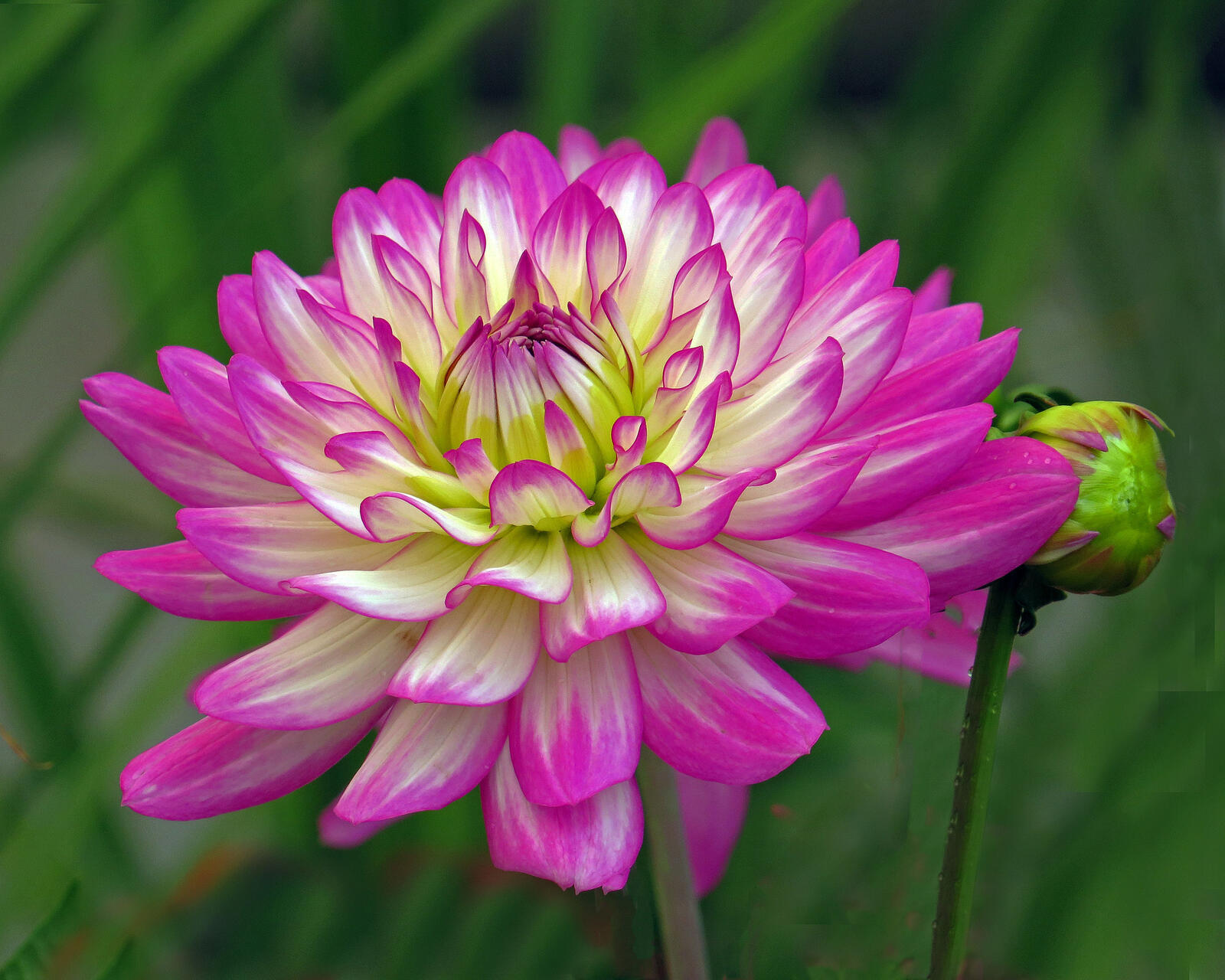 Wallpapers dahlia lonely bud flora on the desktop