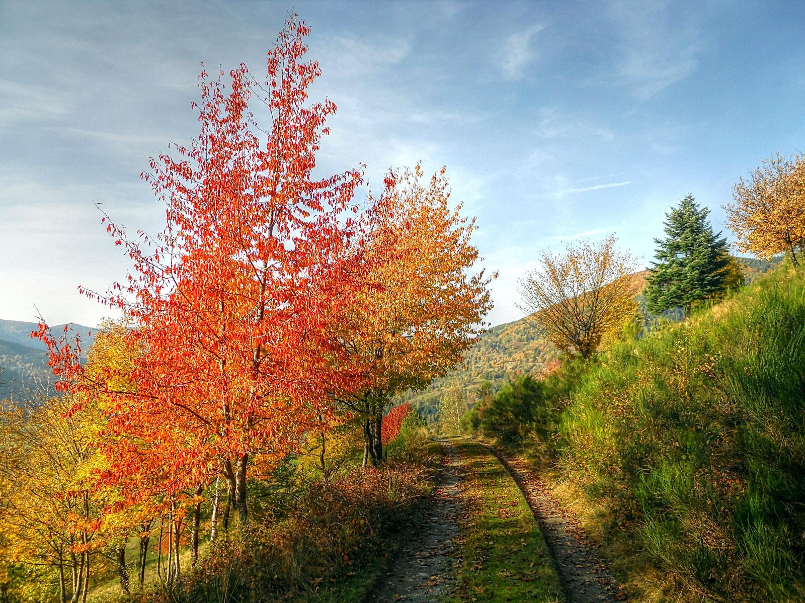 Обои пейзаж осенние листья деревенская дорога на рабочий стол