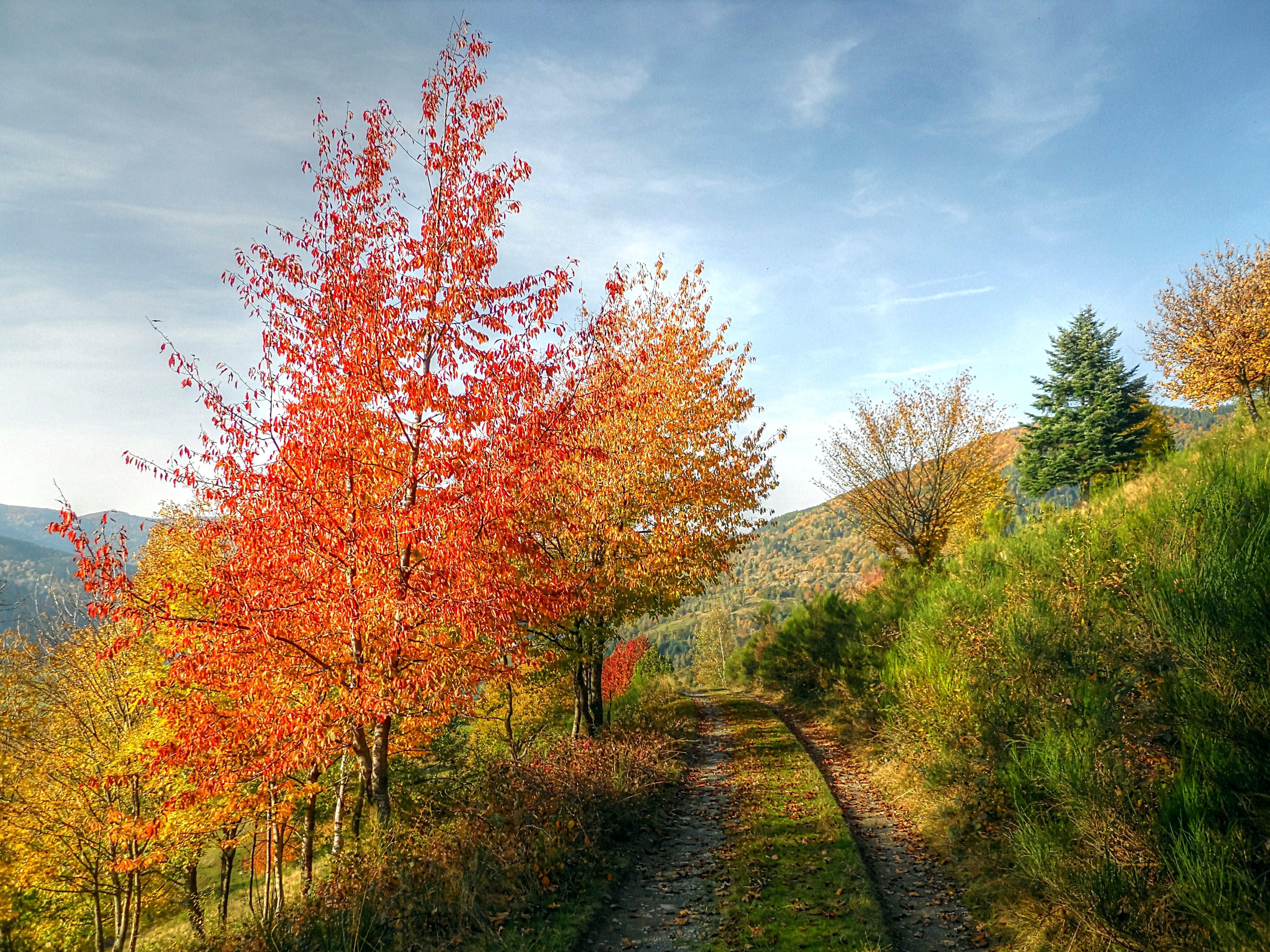 桌面上的壁纸景观 秋叶 乡间小路