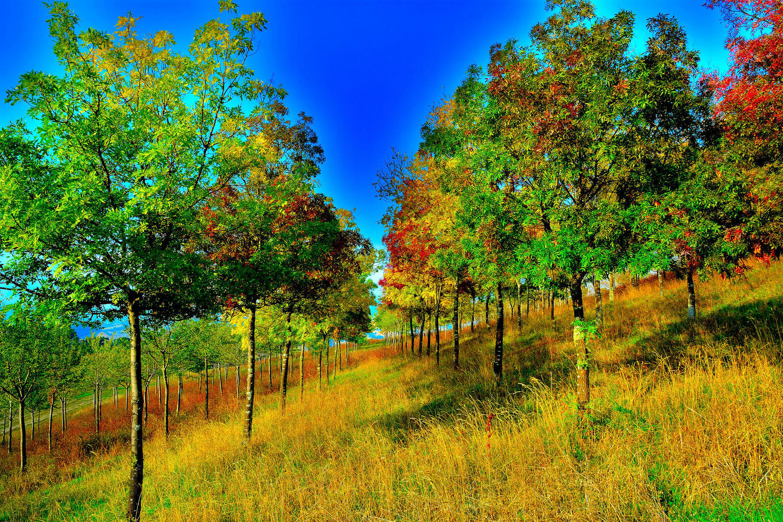 Wallpapers autumn hill slope on the desktop
