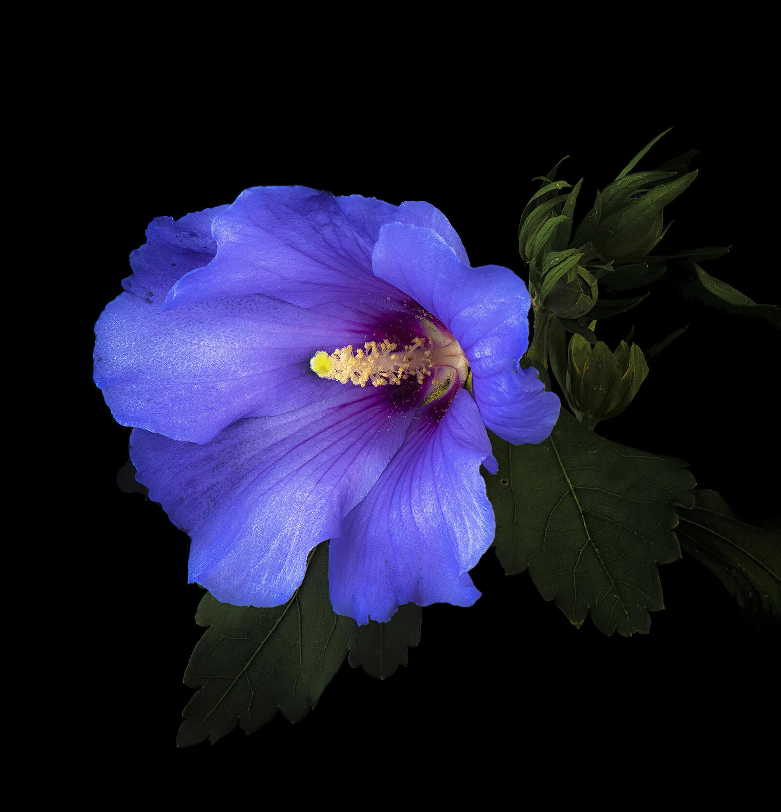Обои гибискус синие цветы цветок на рабочий стол