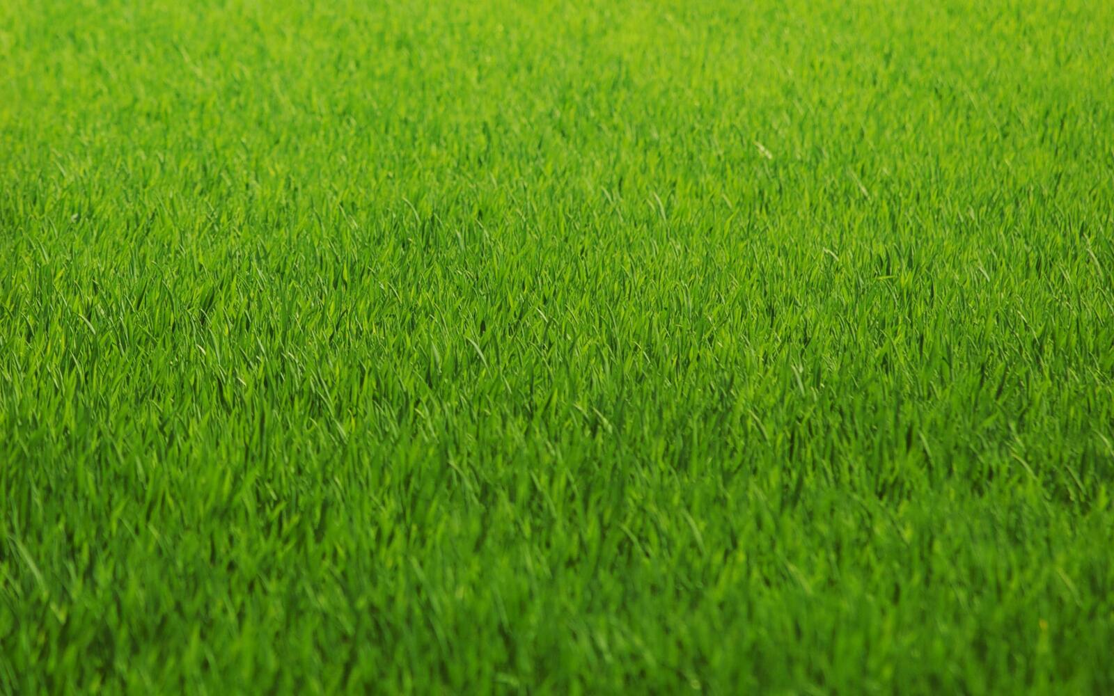 Обои зеленая трава газон крупный план на рабочий стол