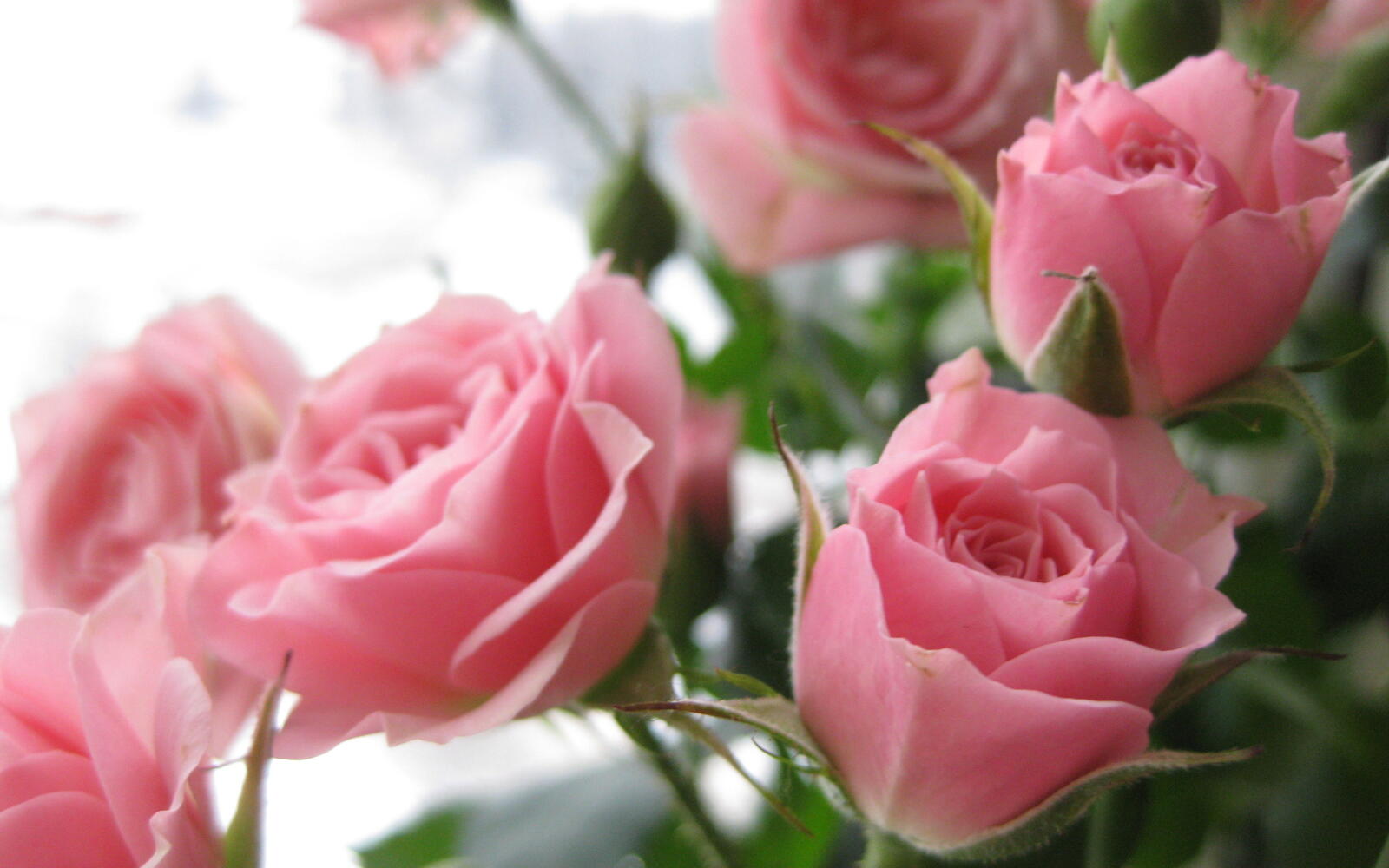桌面上的壁纸粉红玫瑰 花瓣 花束