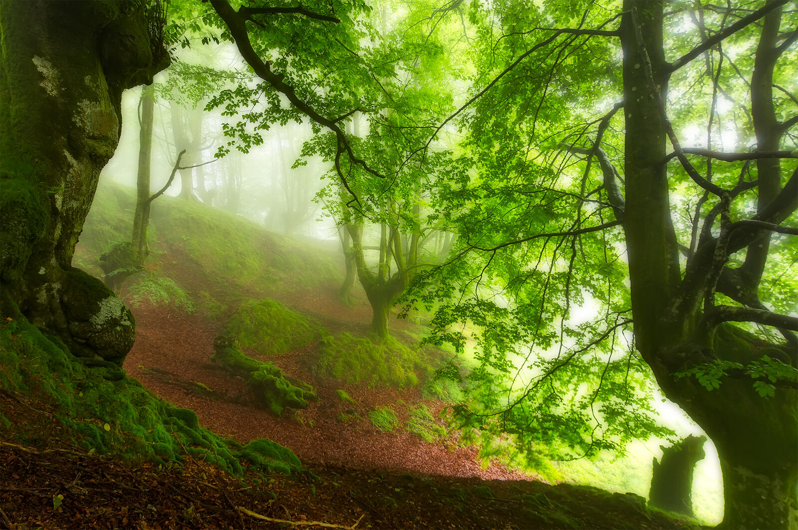 Wallpapers trees bad visibility summer on the desktop