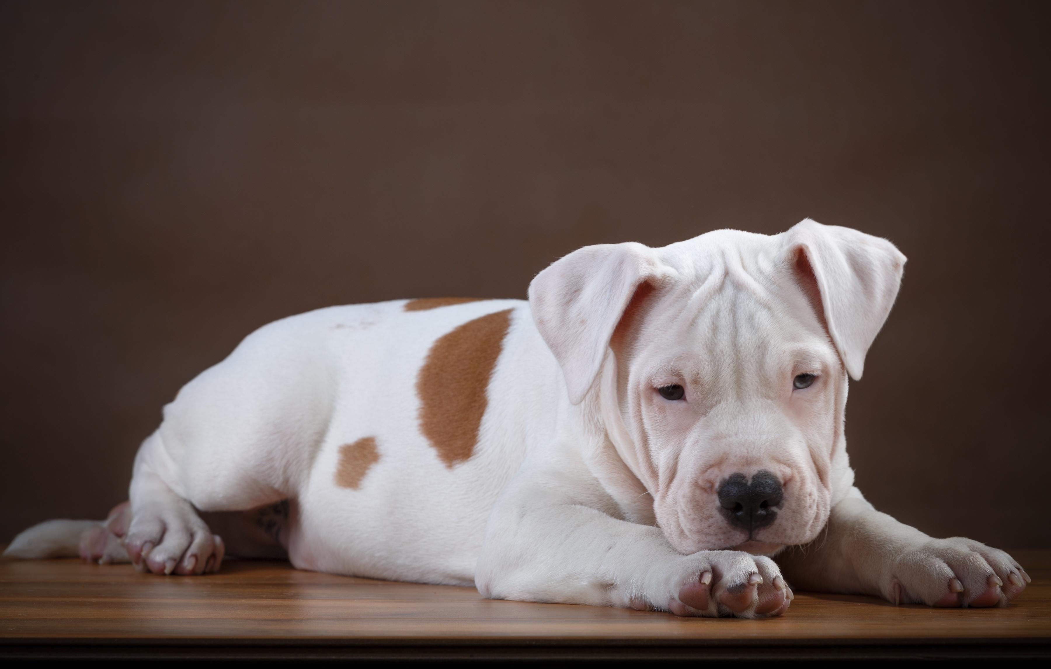 Wallpapers pit bull breed puppy on the desktop