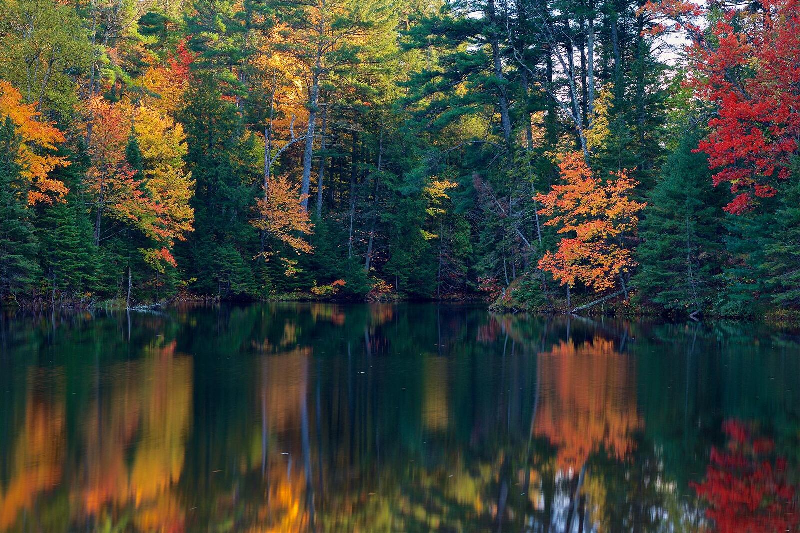 Обои озеро осень хвойный лес на рабочий стол
