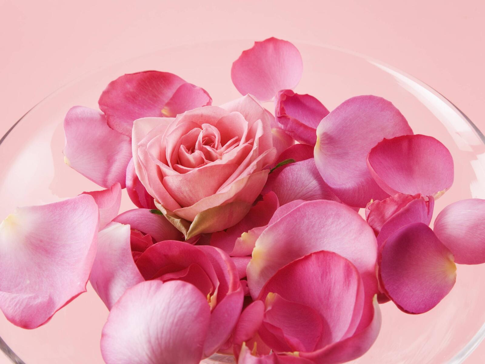 Обои розовый розовые лепестки цветы на рабочий стол