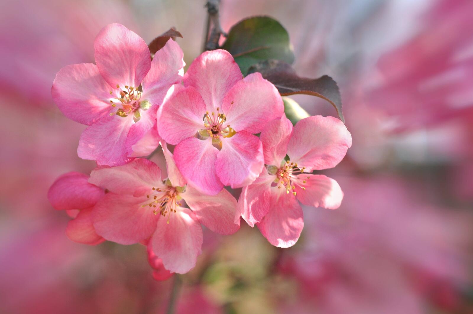 Обои розовые цветы цветы цветение на рабочий стол