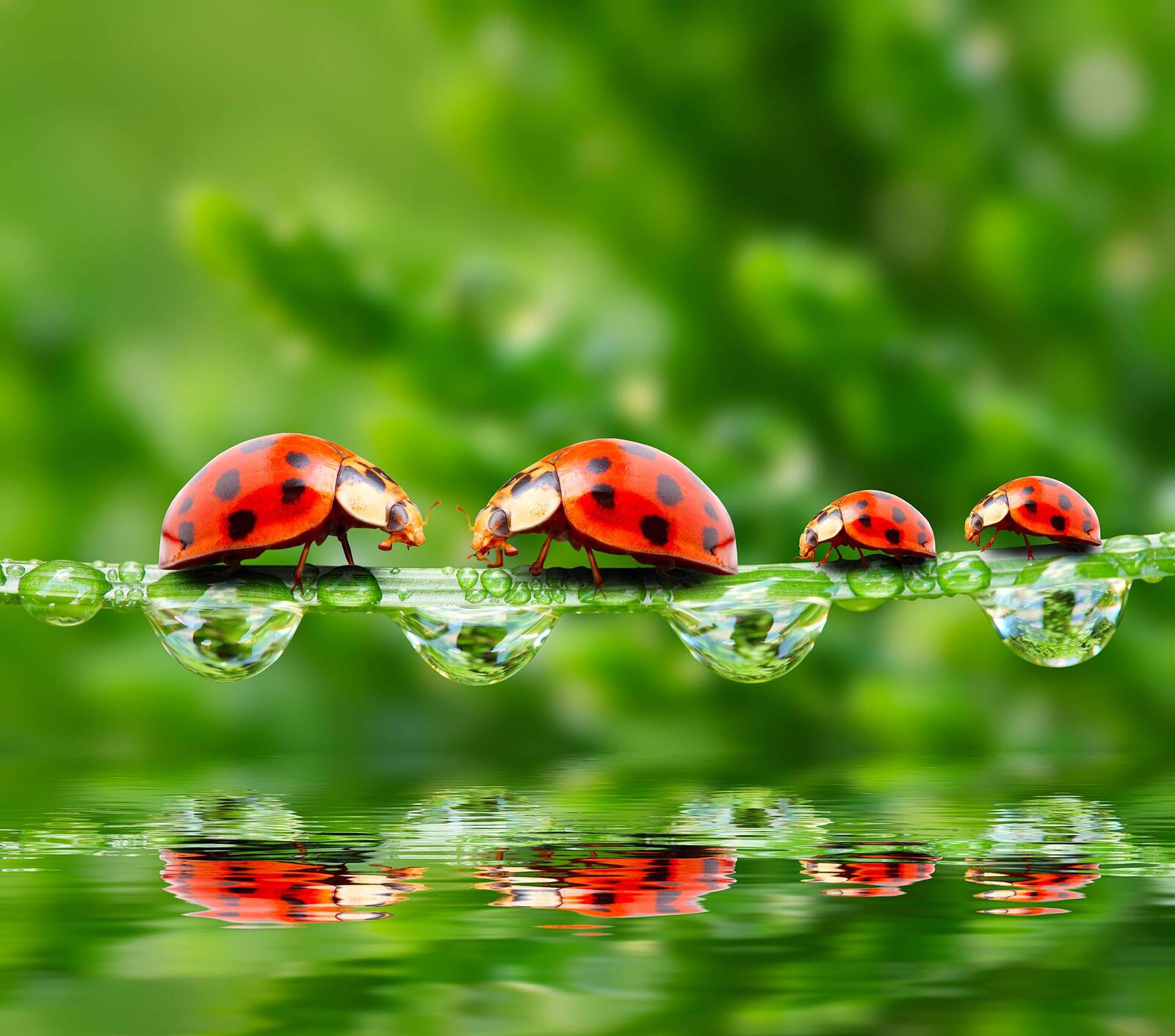Wallpapers ladybugs summer dew on the desktop