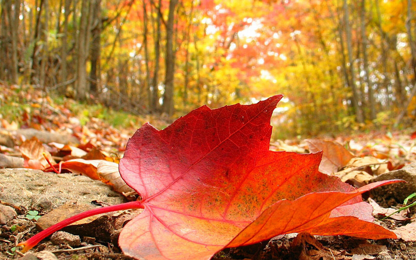 Wallpapers autumn earth leaves on the desktop