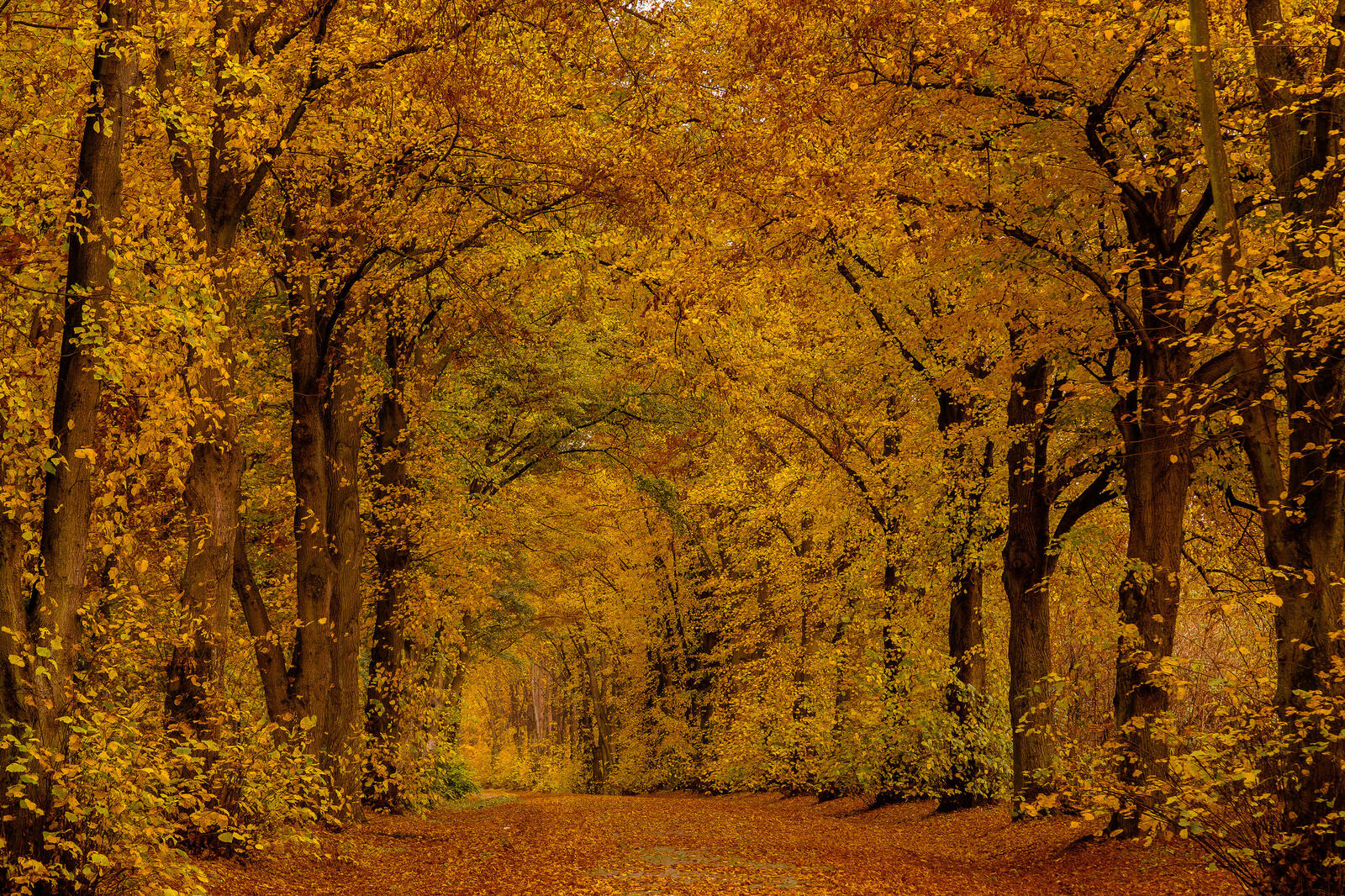 Wallpapers park yellow foliage landscapes on the desktop