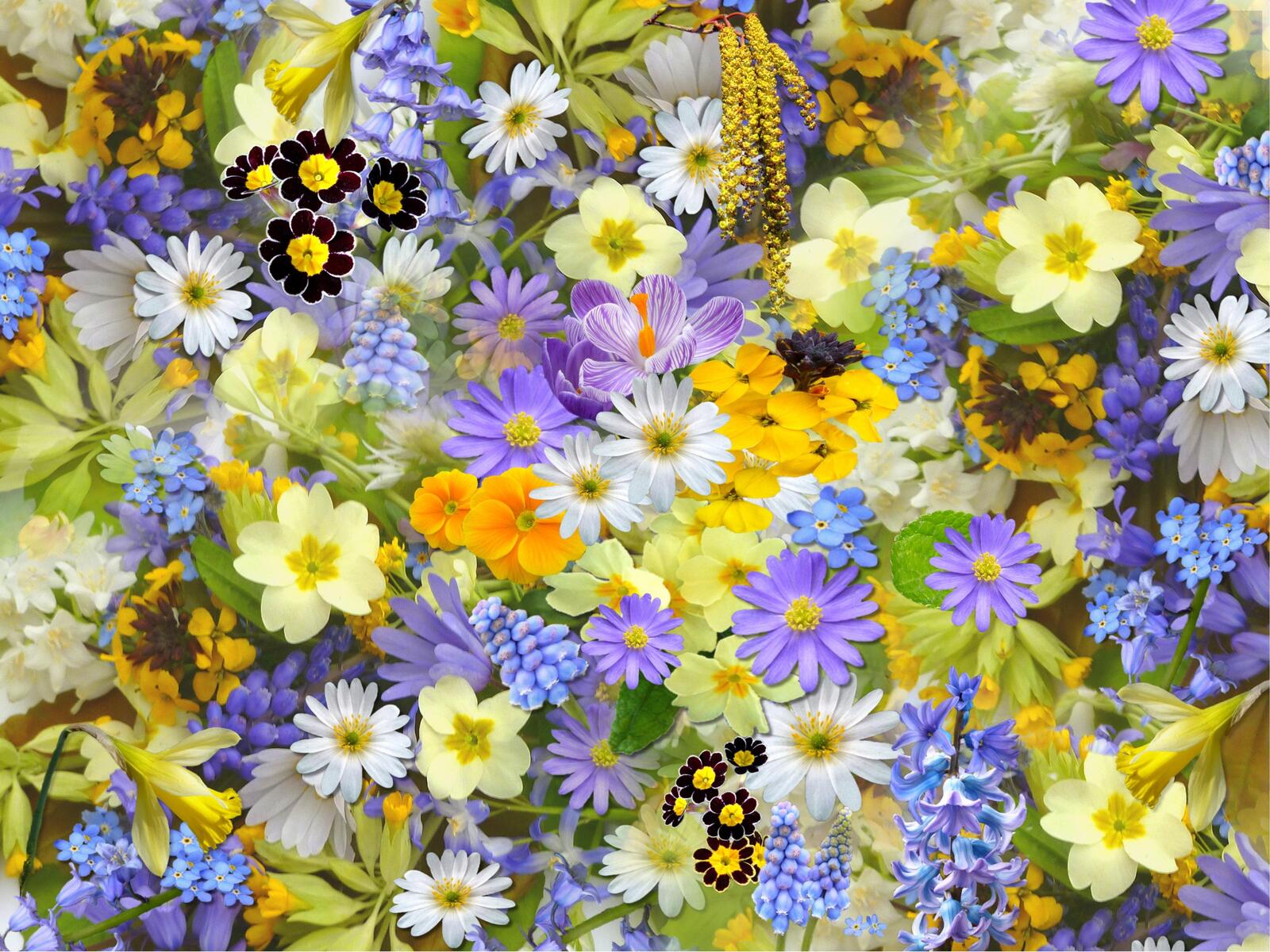 Wallpapers flowers floral background flora on the desktop