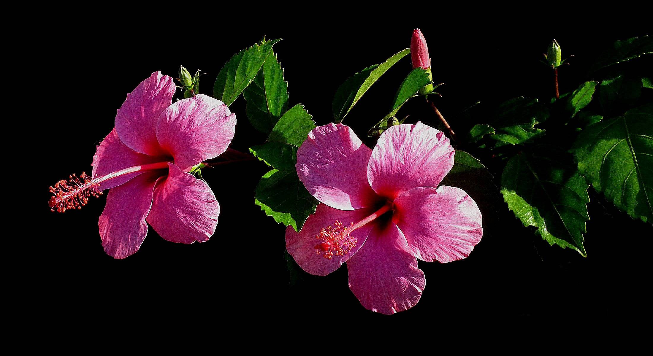 Фото бесплатно маленькие цветы, цветы, гибискус