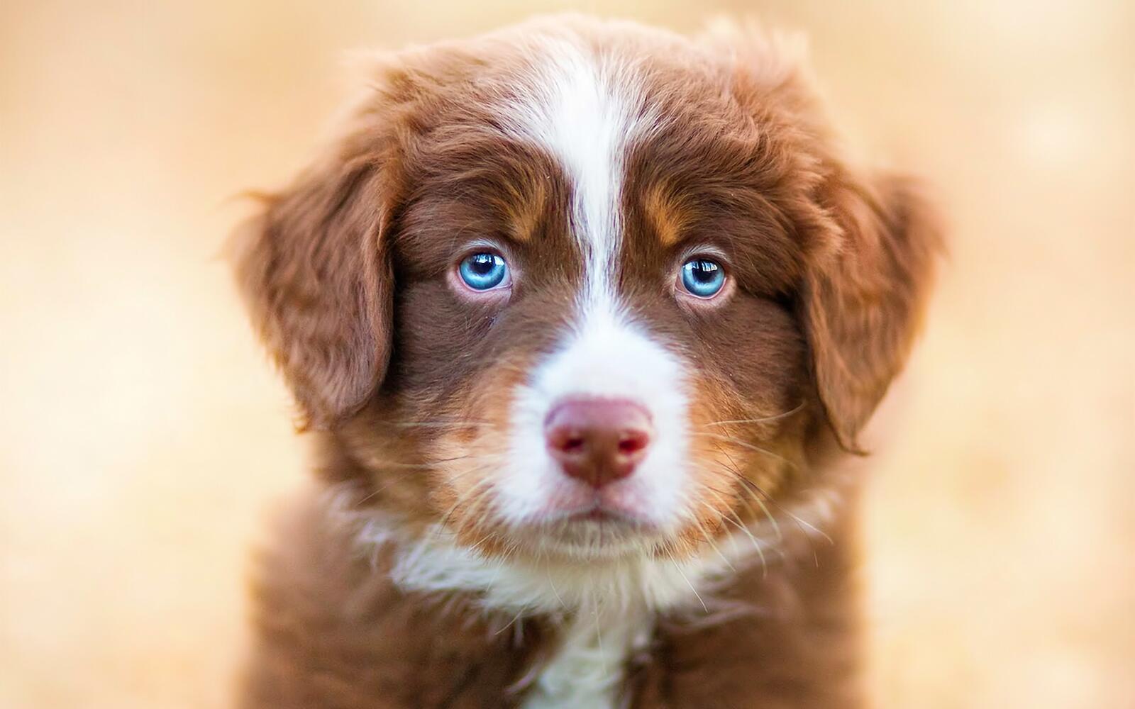 Wallpapers puppy dog blue eyes on the desktop