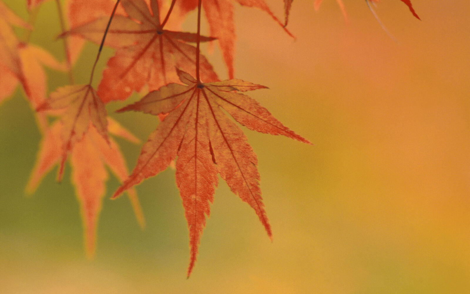 Wallpapers yellow background murky leaves on the desktop