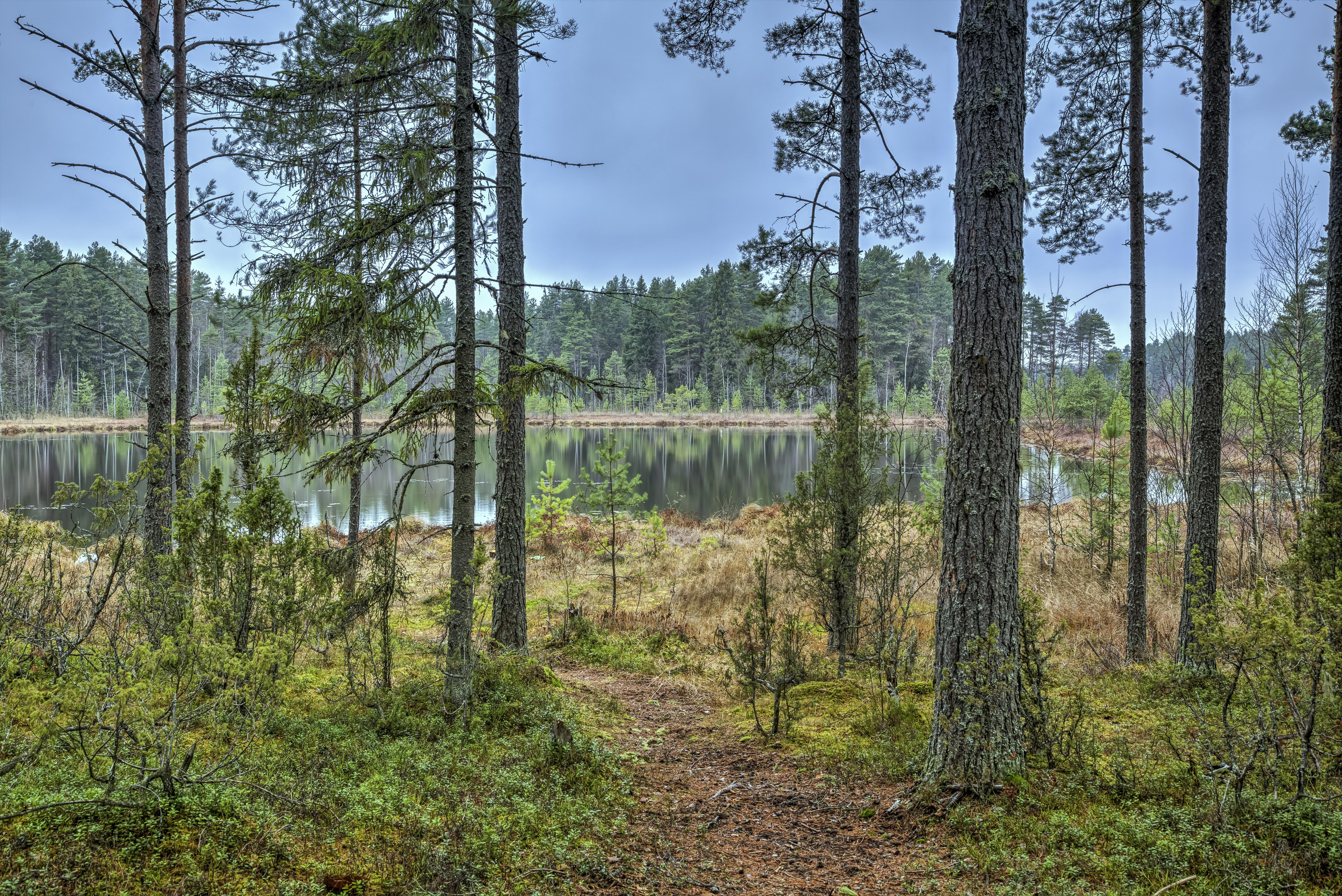 Фото бесплатно редкий лес, пейзаж, хвойный лес