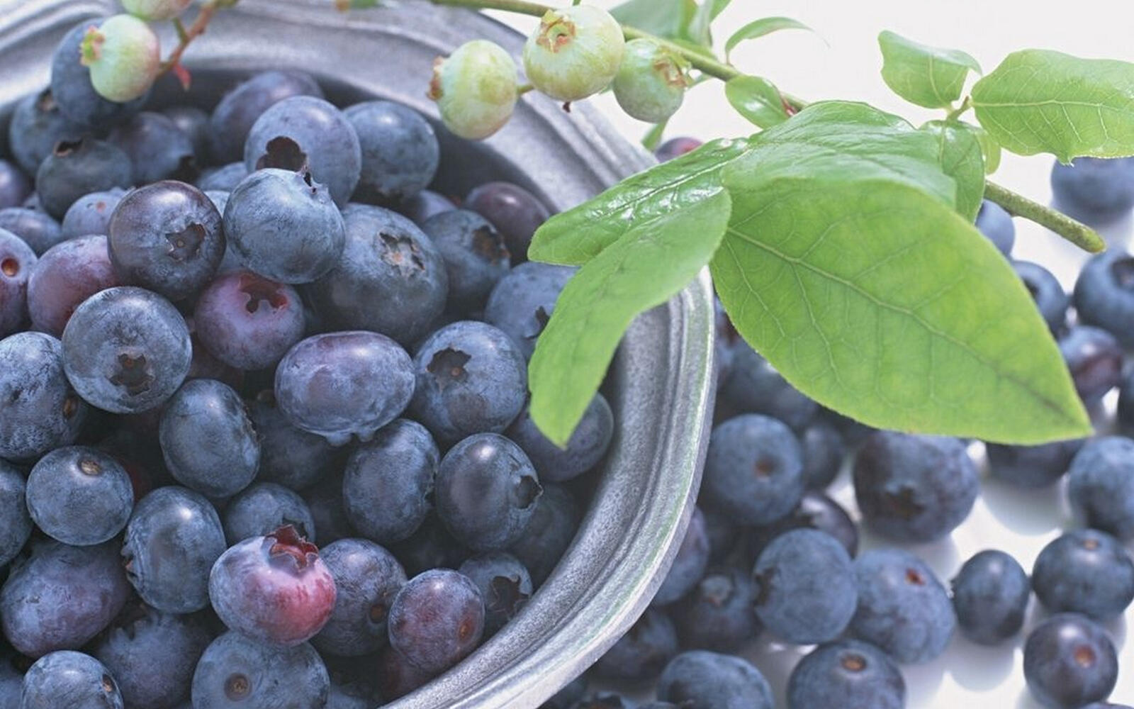 Wallpapers berry blueberry cup on the desktop