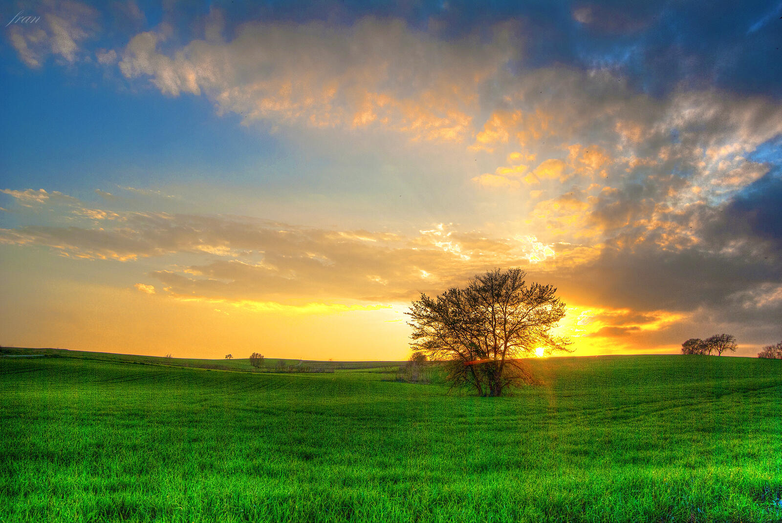 Wallpapers lone tree trees green grass on the desktop