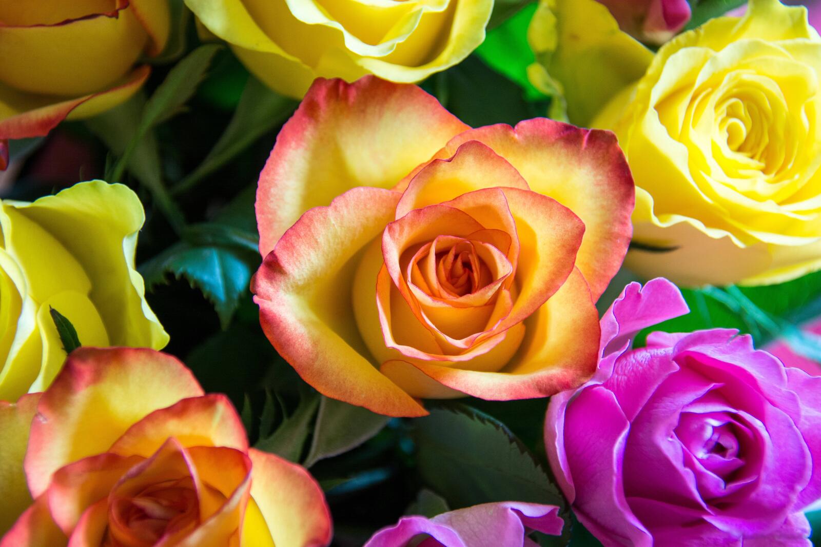 Обои много роз розы цветы на рабочий стол