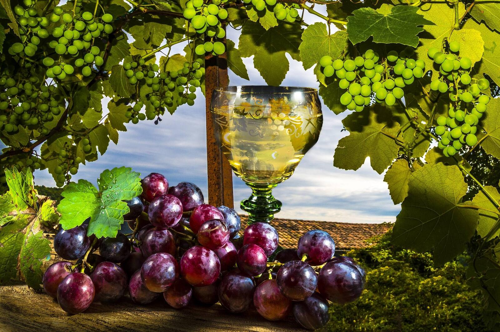 Обои виноград бокал вино на рабочий стол