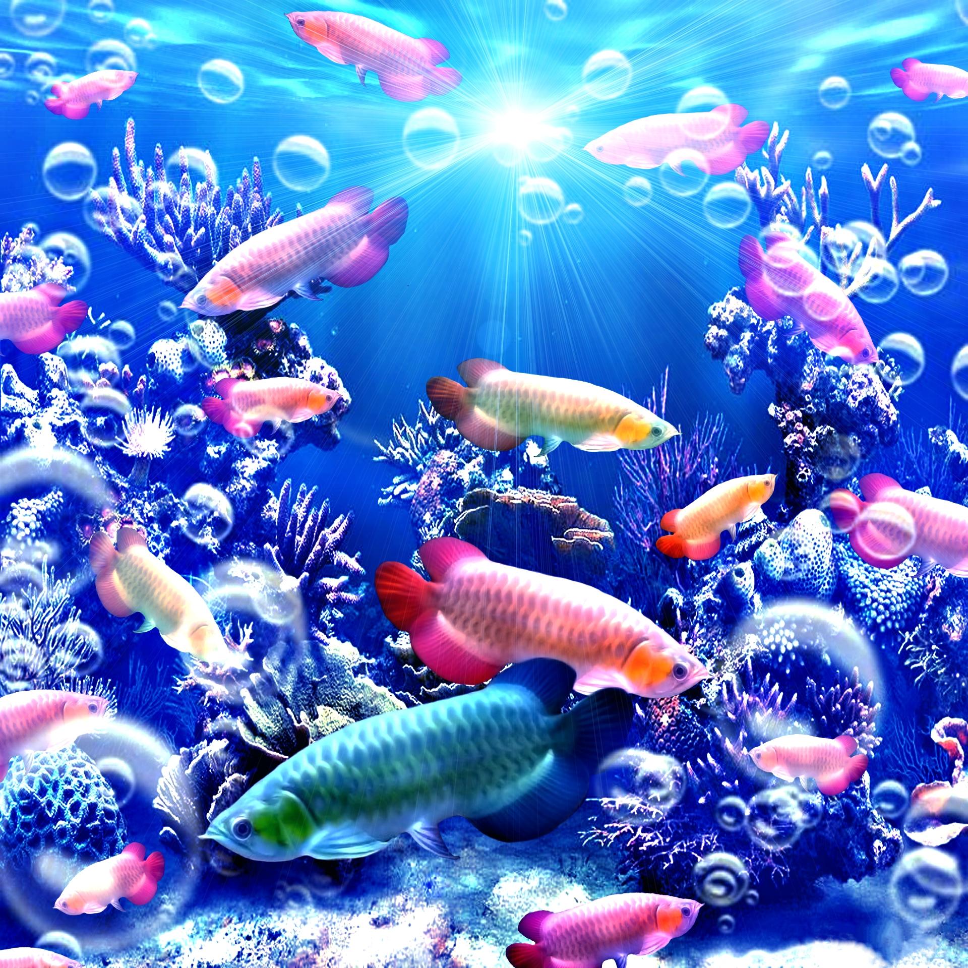 Wallpapers sea seabed underwater world on the desktop