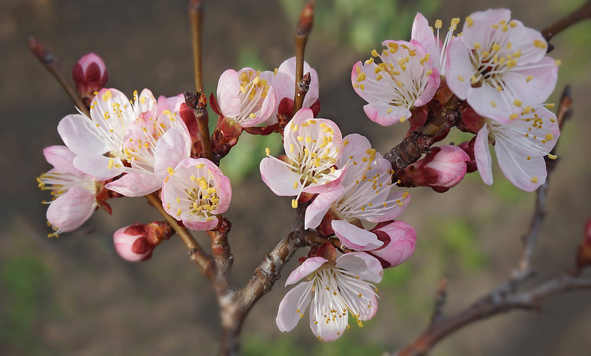 Обои сакура цветы вишни маленькие цветы на рабочий стол
