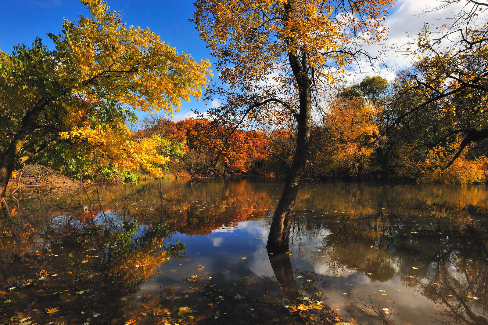 Wallpapers lake autumn forest trees in the water on the desktop