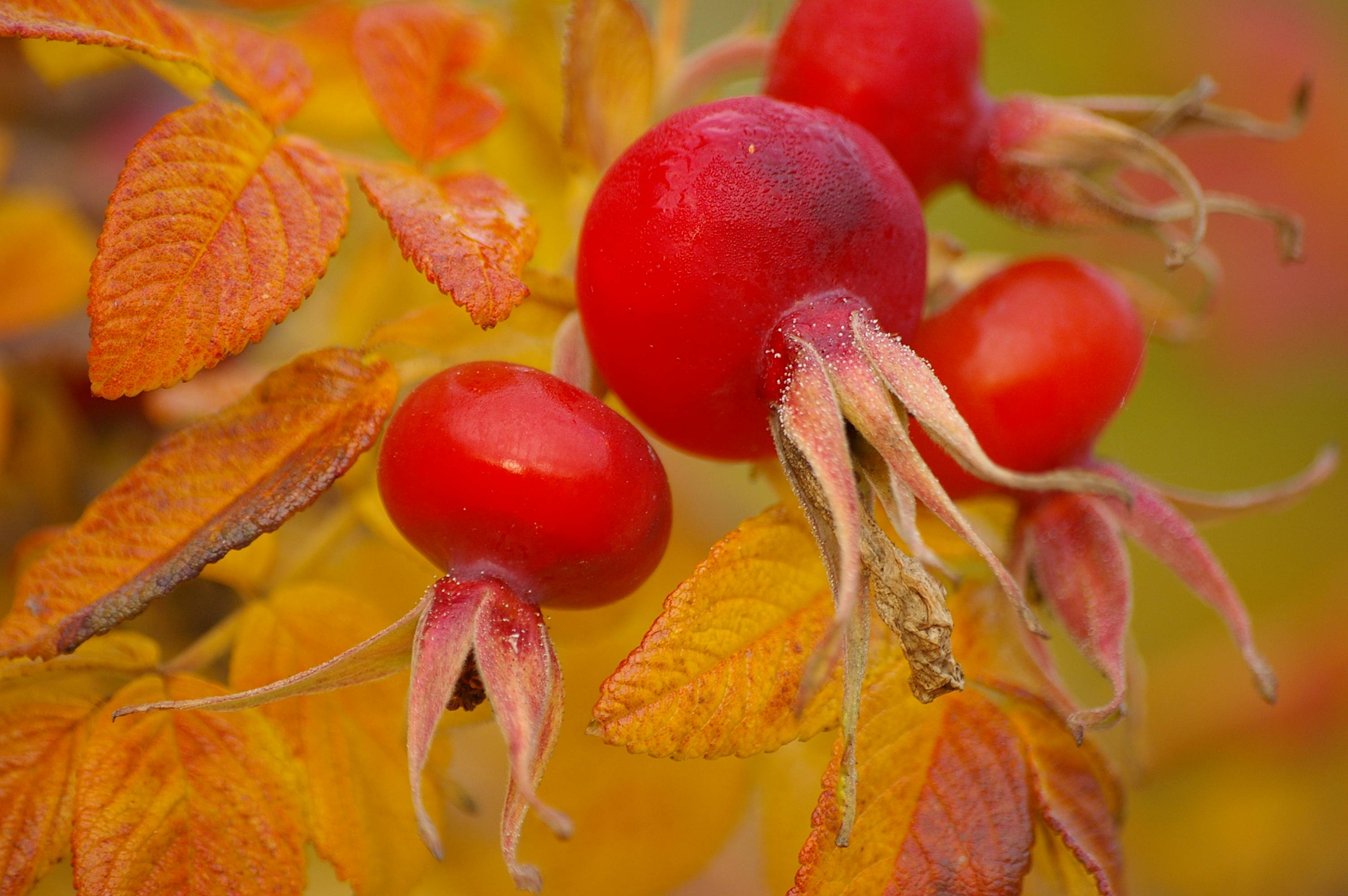 桌面上的壁纸秋季 玫瑰果 水果