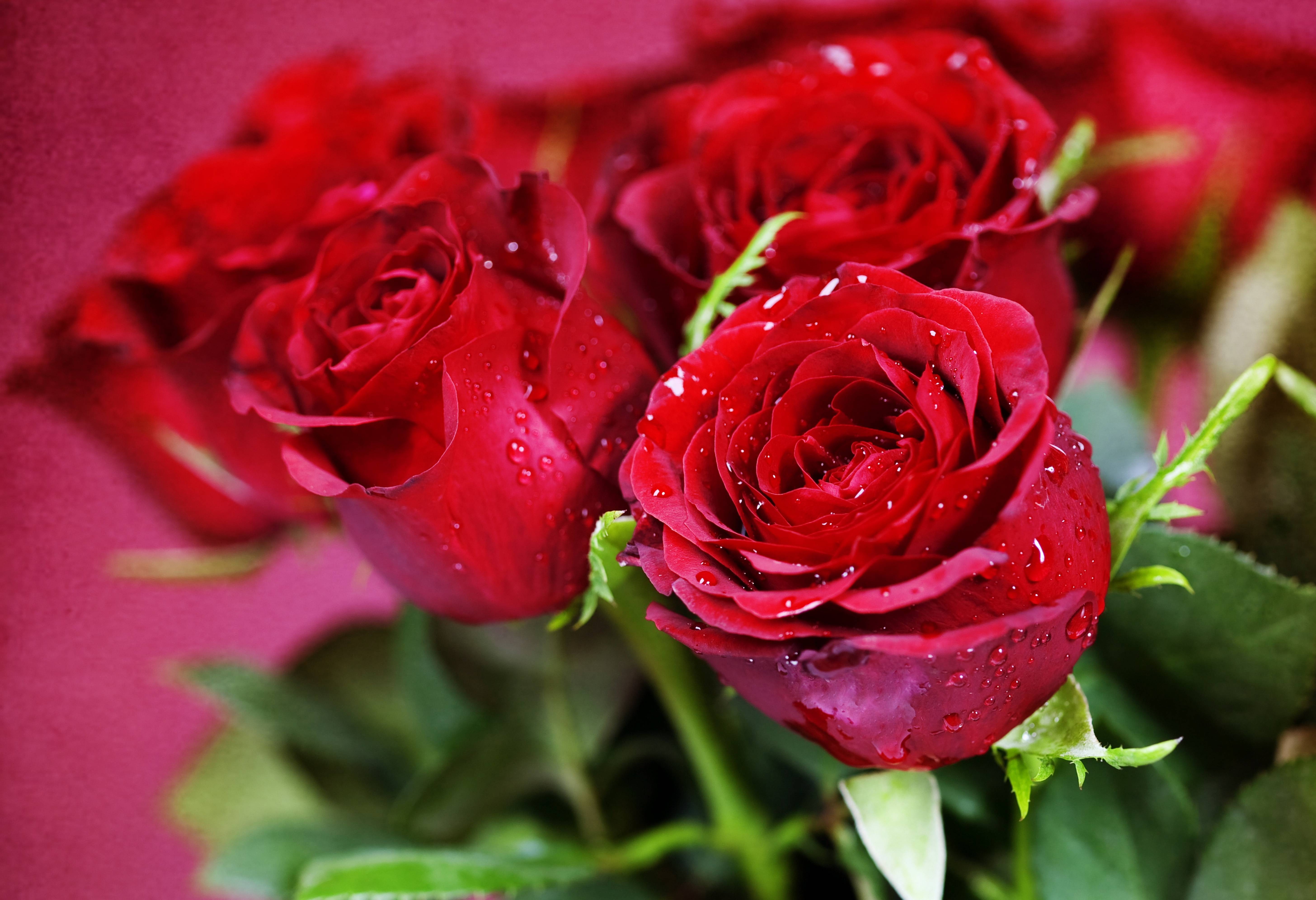 桌面上的壁纸花束 玫瑰 红蕾