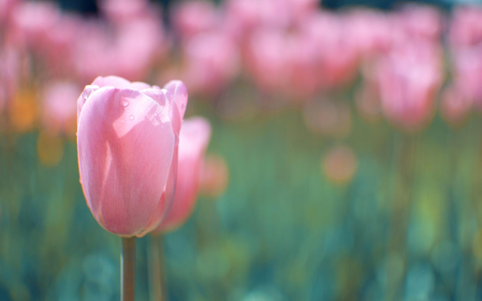 Wallpapers tulip petals pink on the desktop