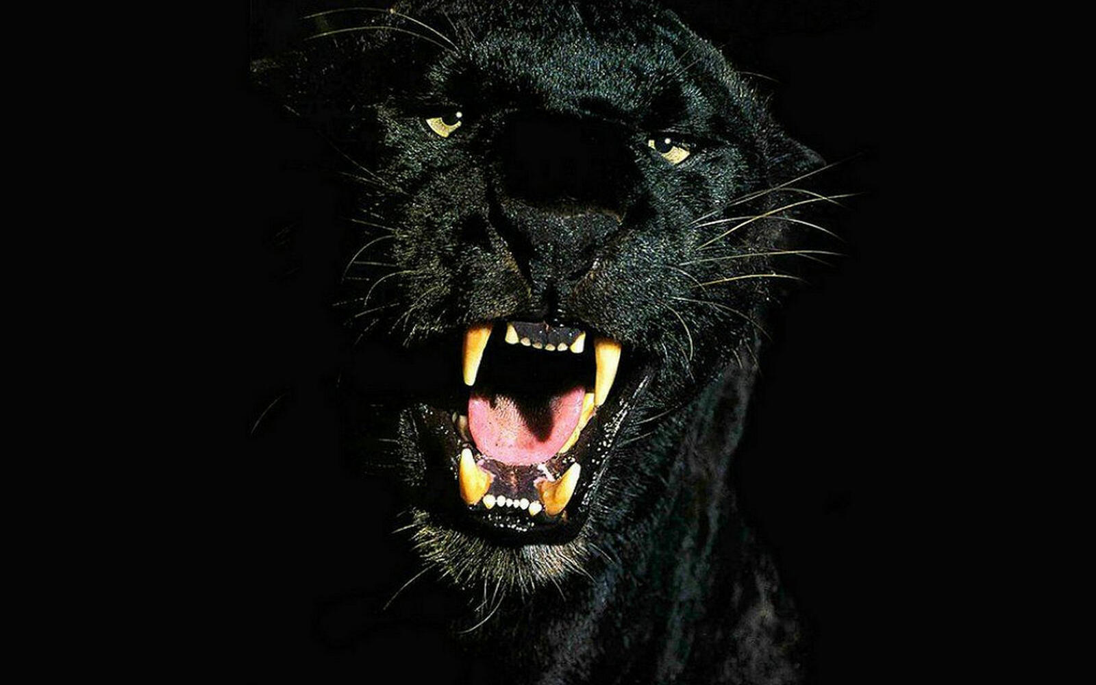 Wallpapers panther black grin on the desktop