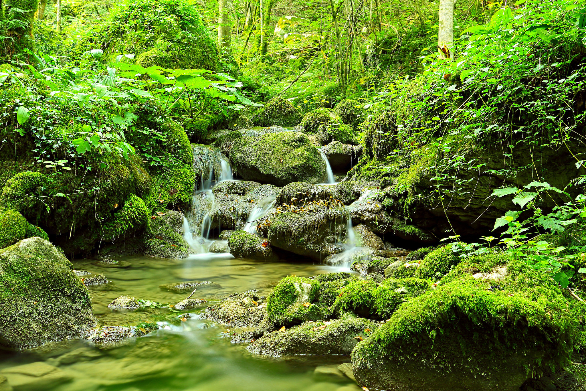 Обои лес камни в воде зеленая листва на рабочий стол