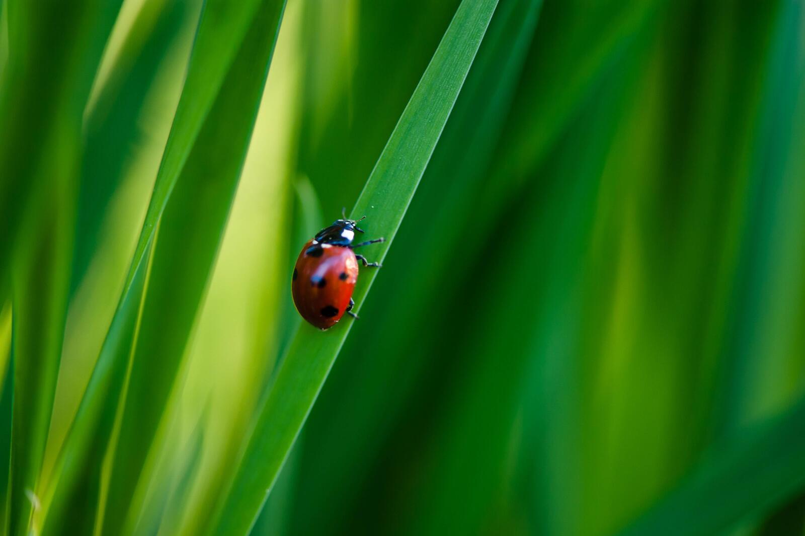 Wallpapers ladybug grass staining on the desktop